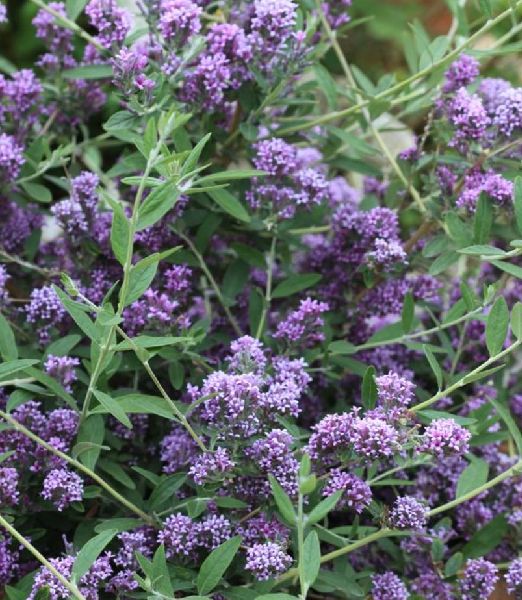 Buddleja alternifolia UNIQUE 'Pmoore12'